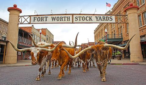 longhorns walking down the street in the cattle drive